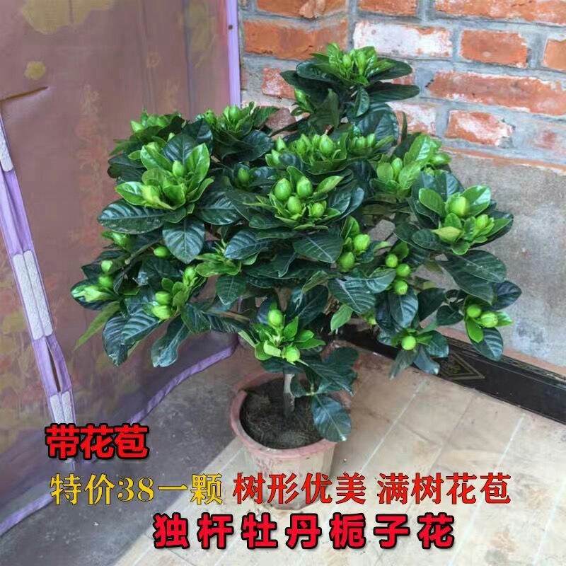 独杆栀子花苗四季开花大叶牡丹栀子花盆栽浓香型客厅阳台带花