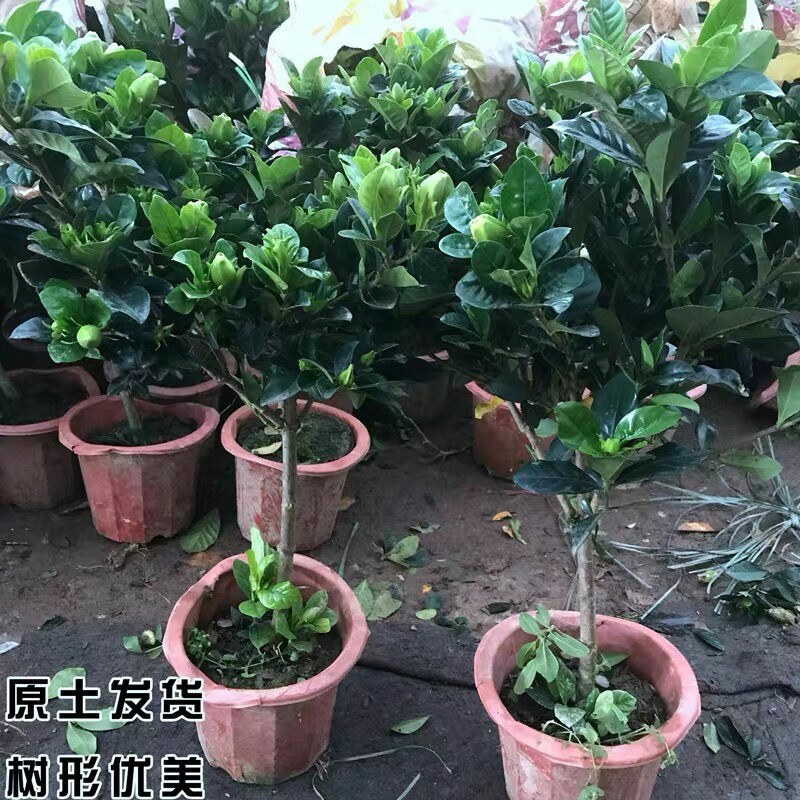 独杆栀子花苗四季开花大叶牡丹栀子花盆栽浓香型客厅阳台带花