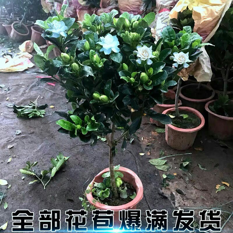 独杆栀子花苗四季开花大叶牡丹栀子花盆栽浓香型客厅阳台带花