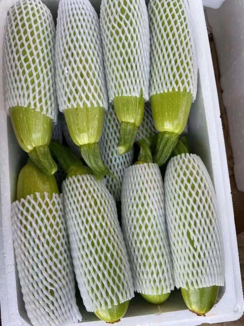 山东绿皮西葫芦山东费县西胡芦大量供应全国发货