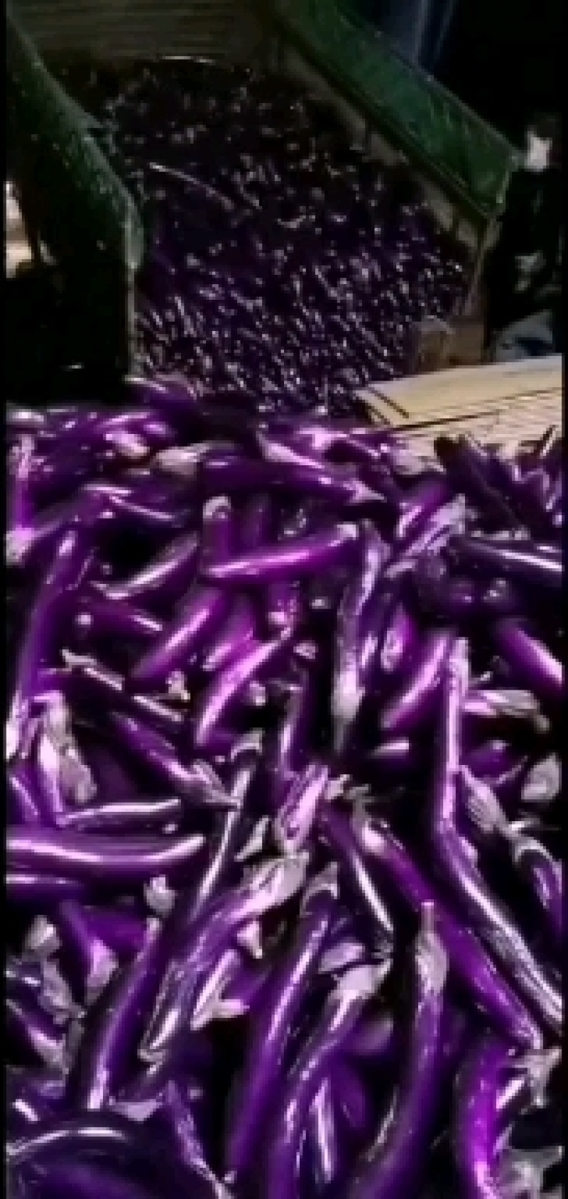 广东茄子精品茄子长茄大量上市产地直发一手货源欢迎联系