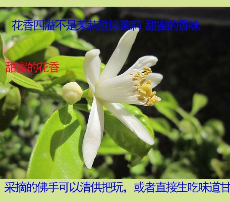 金佛手带花带果佛手苗北方种植盆栽苗地苗大果树苗四季常青