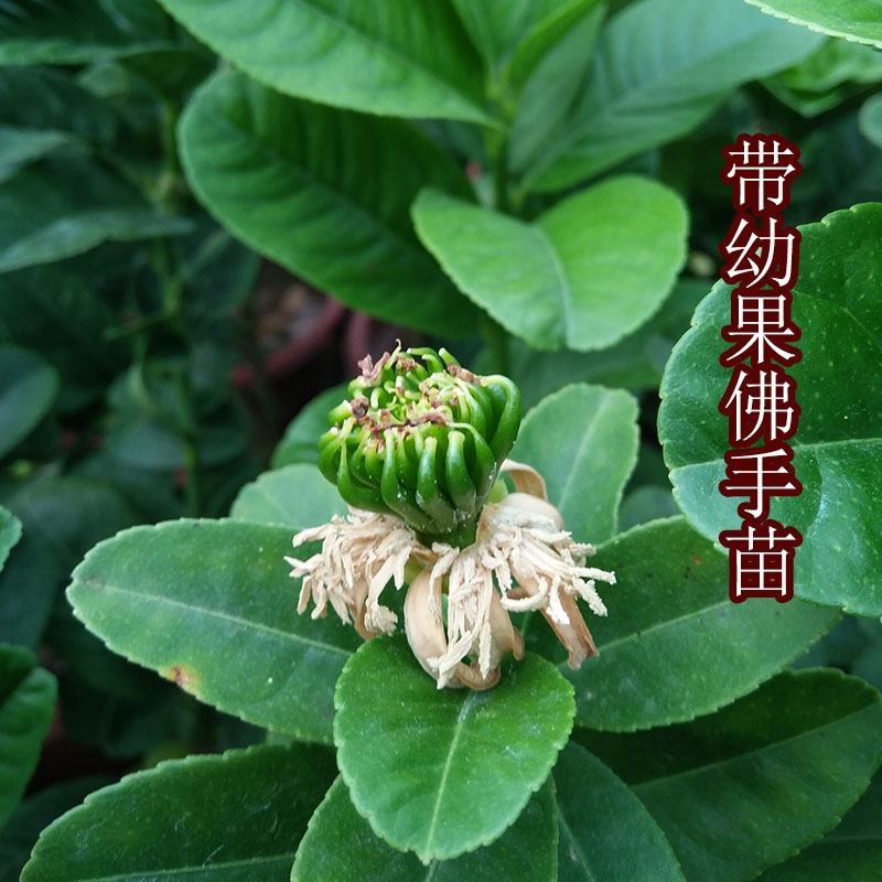 金佛手带花带果佛手苗北方种植盆栽苗地苗大果树苗四季常青