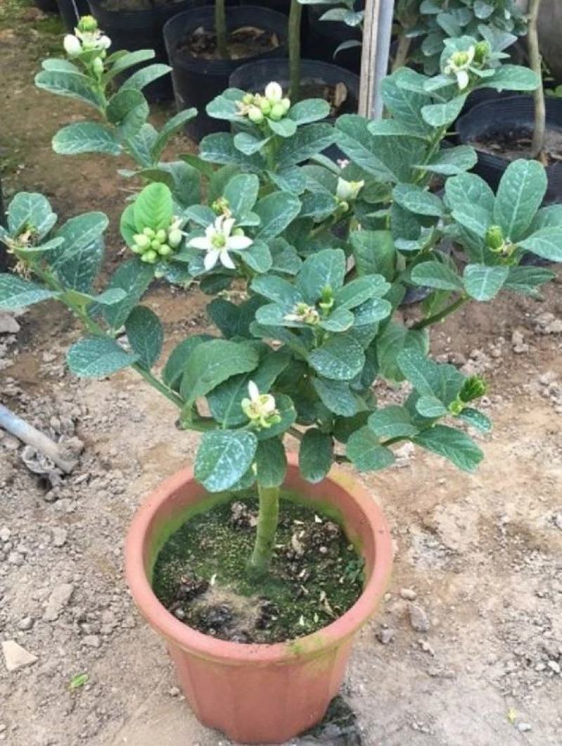 金佛手带花带果佛手苗北方种植盆栽苗地苗大果树苗四季常青