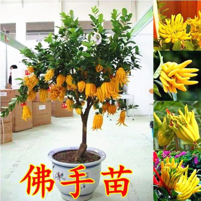 金佛手带花带果佛手苗北方种植盆栽苗地苗大果树苗四季常青