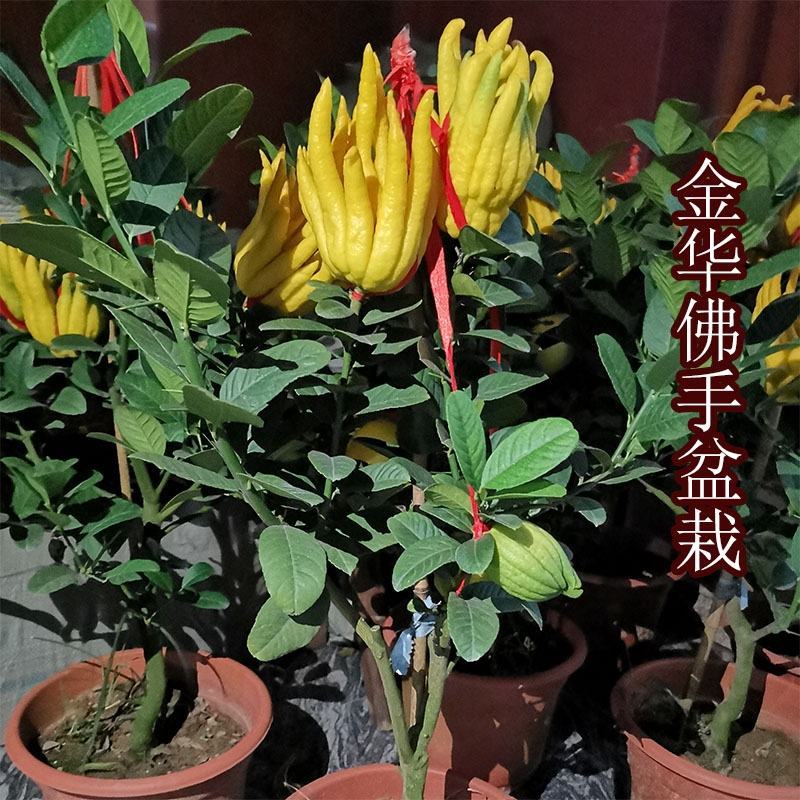 金佛手带花带果佛手苗北方种植盆栽苗地苗大果树苗四季常青