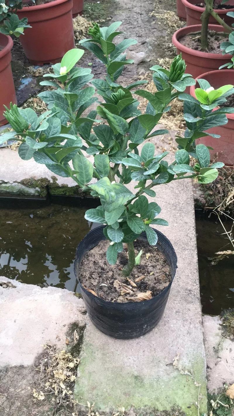 金佛手带花带果佛手苗北方种植盆栽苗地苗大果树苗四季常青