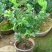 金佛手带花带果佛手苗北方种植盆栽苗地苗大果树苗四季常青