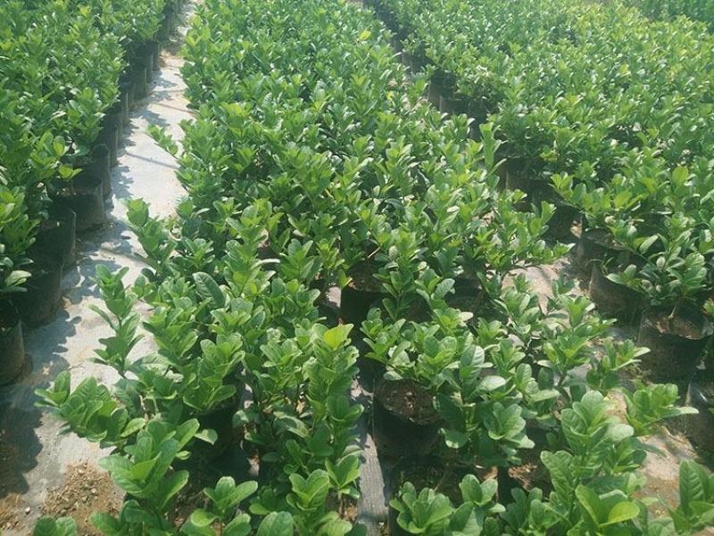 金佛手带花带果佛手苗北方种植盆栽苗地苗大果树苗四季常青