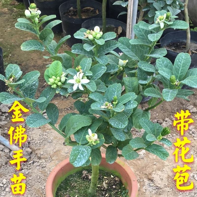 金佛手带花带果佛手苗北方种植盆栽苗地苗大果树苗四季常青