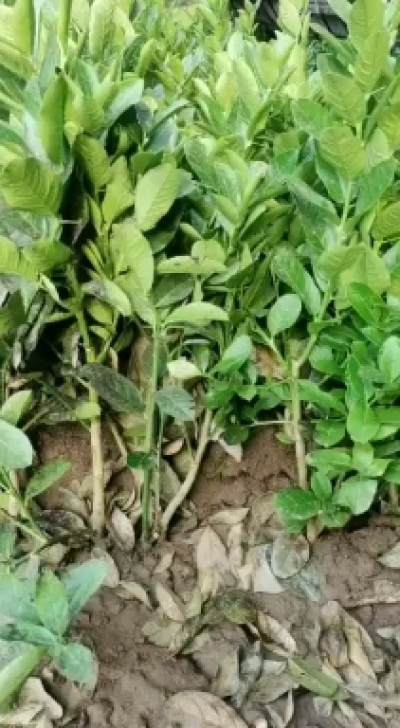 金佛手带花带果佛手苗北方种植盆栽苗地苗大果树苗四季常青