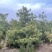山西运城华山松3米华山松4米华山松5米华山松