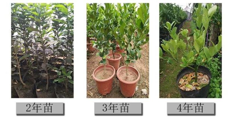 金佛手带花带果佛手苗北方种植盆栽苗地苗大果树苗四季常青