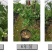 金佛手带花带果佛手苗北方种植盆栽苗地苗大果树苗四季常青