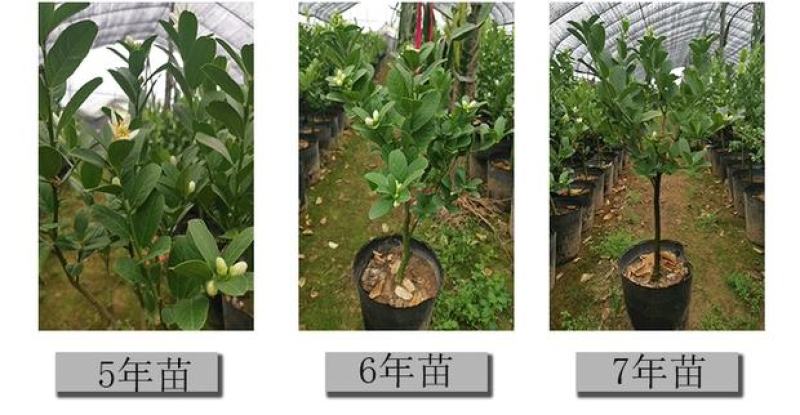 金佛手带花带果佛手苗北方种植盆栽苗地苗大果树苗四季常青