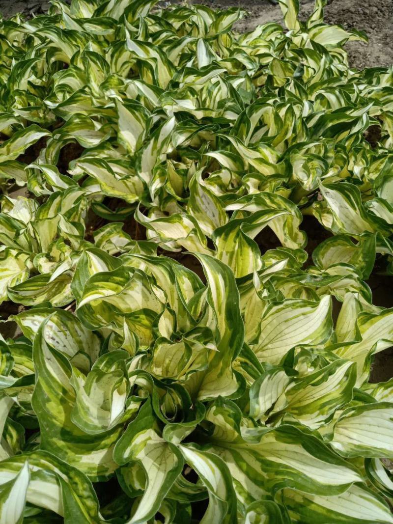 玉簪，花叶玉簪，金边玉簪，苗圃直销，保质保量，