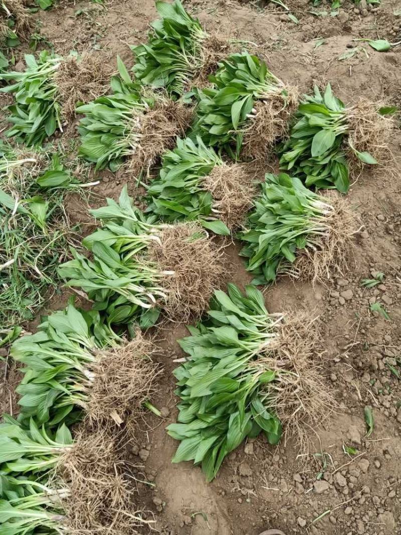 玉簪，花叶玉簪，金边玉簪，苗圃直销，保质保量，