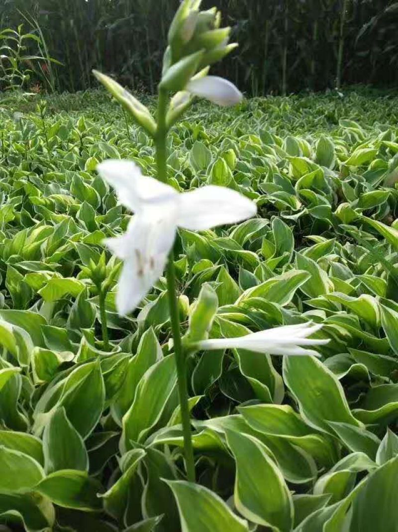 玉簪，花叶玉簪，金边玉簪，苗圃直销，保质保量，