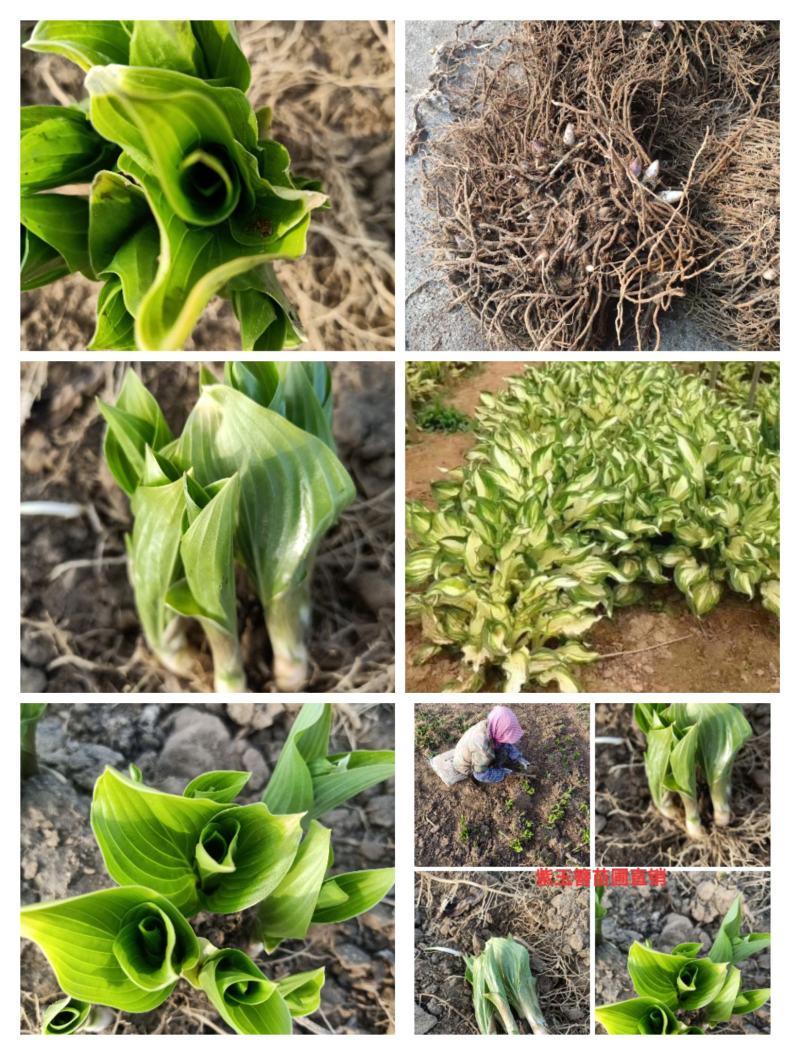 玉簪，花叶玉簪，金边玉簪，苗圃直销，保质保量，