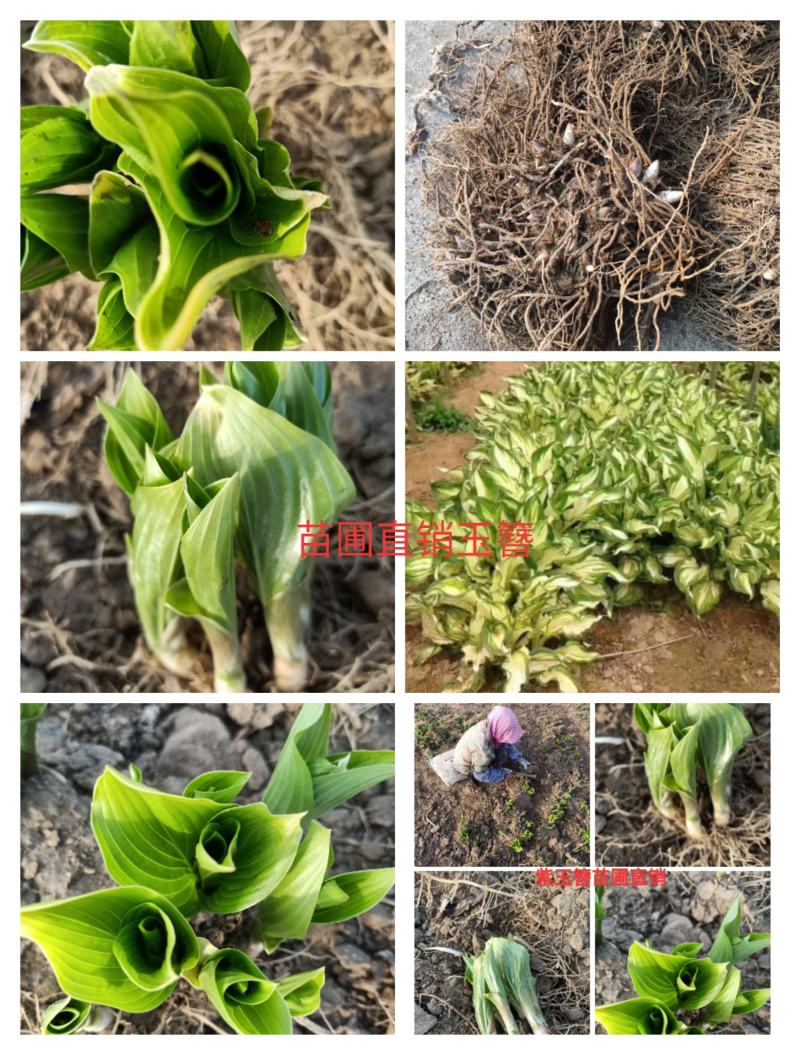 玉簪，花叶玉簪，金边玉簪，苗圃直销，保质保量，