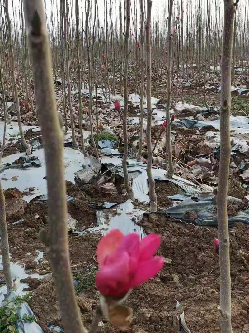 胶红一号玉兰苗紫玉兰苗红黄白紫玉兰苗广玉兰苗适合南北方种