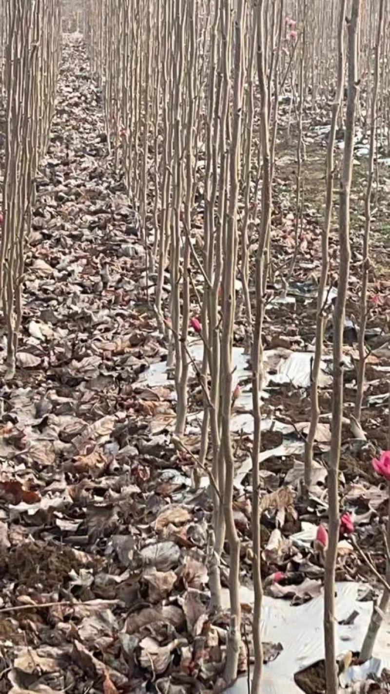 紫玉兰苗红黄白紫玉兰娇红一号苗适合南北方种值