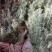 北方雪松树苗雪松小苗松树绿化树苗北方种植雪松树苗