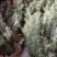北方雪松树苗雪松小苗松树绿化树苗北方种植雪松树苗