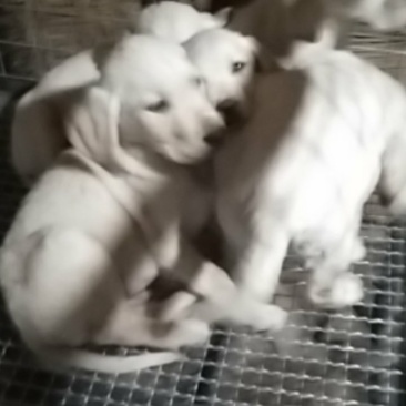 拉布拉多犬，牧羊犬，黑狼犬，金毛犬，高加索