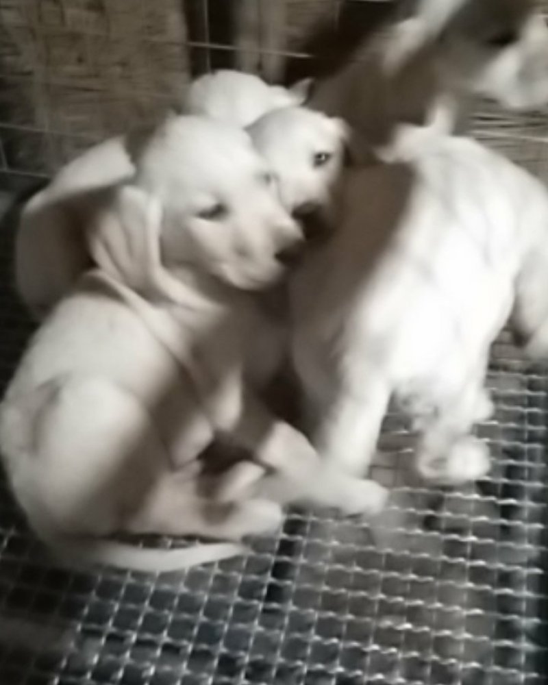 拉布拉多犬，牧羊犬，黑狼犬，金毛犬，高加索