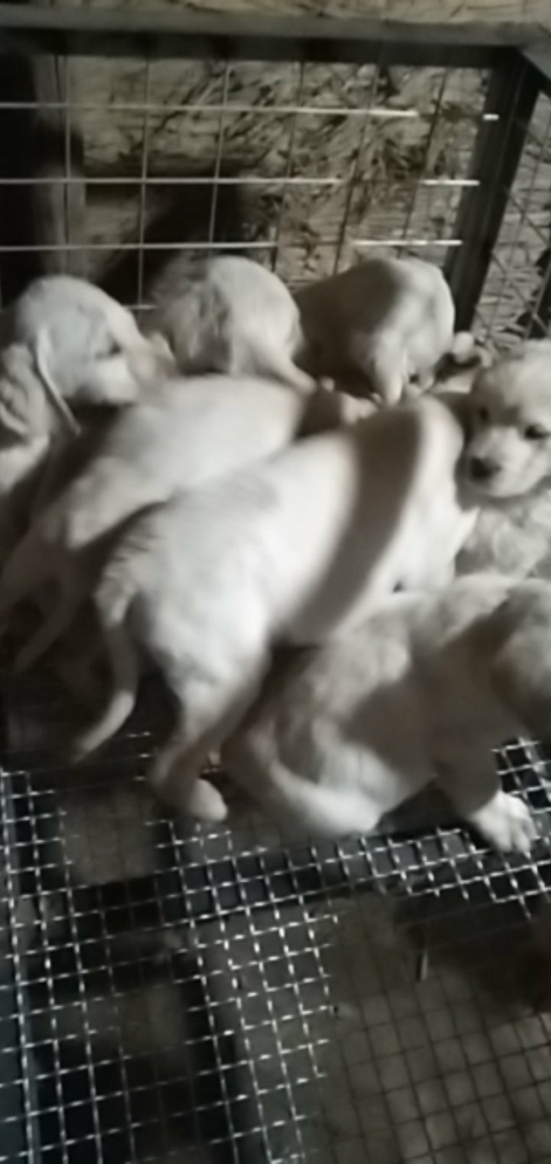 拉布拉多犬，牧羊犬，黑狼犬，金毛犬，高加索