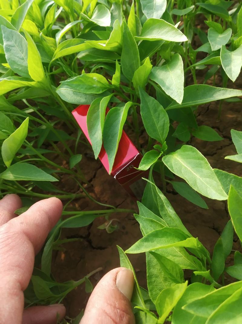 辣椒苗保证质量回收价格高