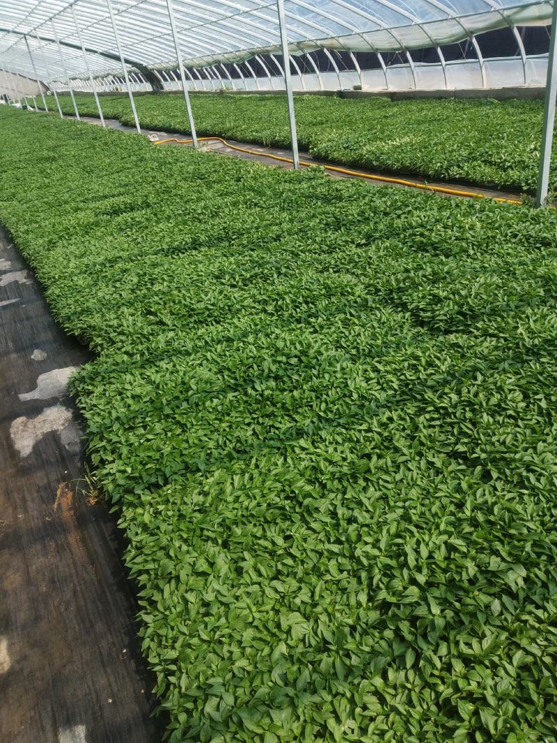 辣椒苗保证质量回收价格高