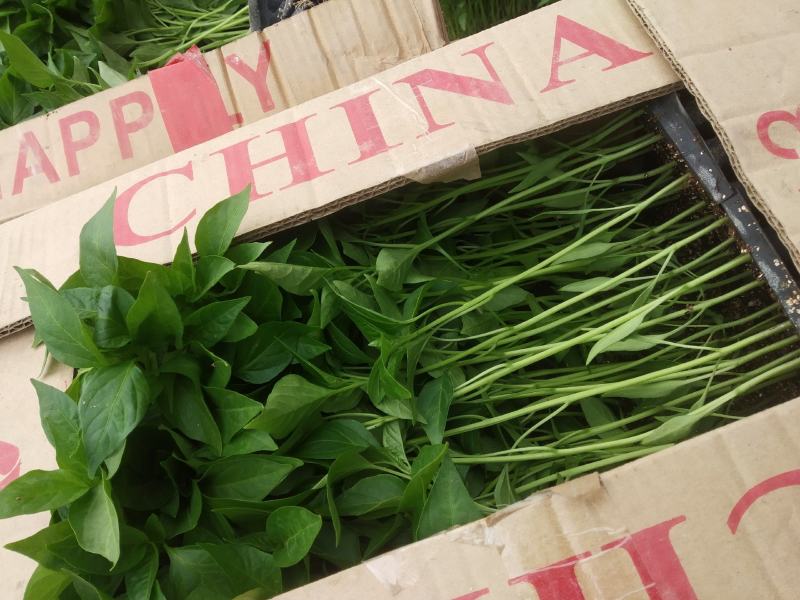辣椒苗保证质量回收价格高