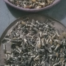 野生羊肚菌，新鲜上市，欢迎下单