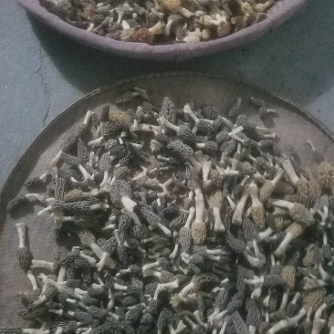 野生羊肚菌，新鲜上市，欢迎下单