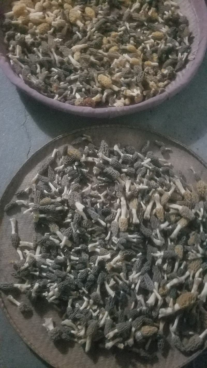 野生羊肚菌，新鲜上市，欢迎下单