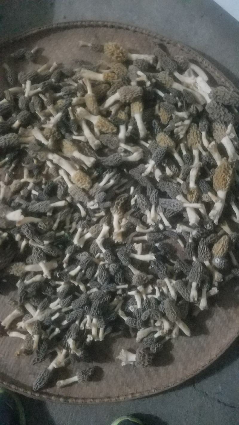 野生羊肚菌，新鲜上市，欢迎下单