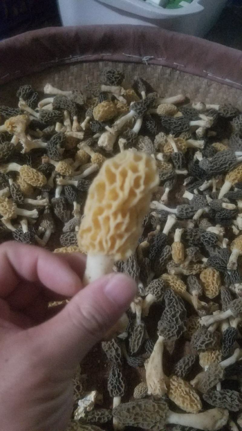 野生羊肚菌，新鲜上市，欢迎下单