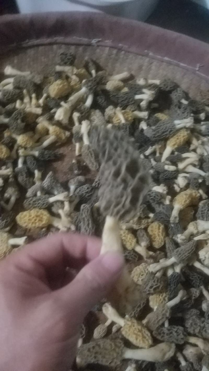 野生羊肚菌，新鲜上市，欢迎下单
