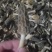 野生羊肚菌，新鲜上市，欢迎下单