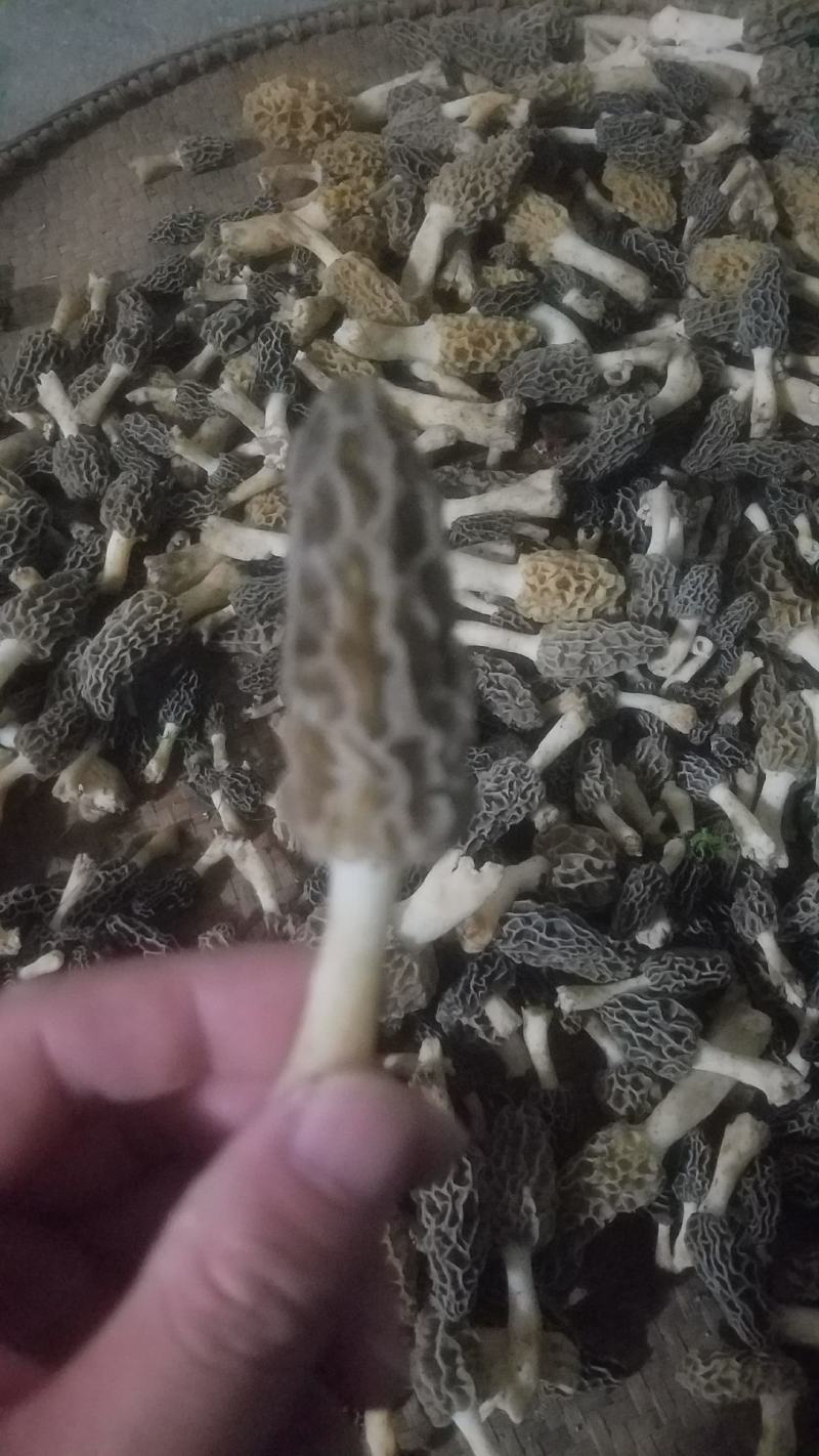 野生羊肚菌，新鲜上市，欢迎下单