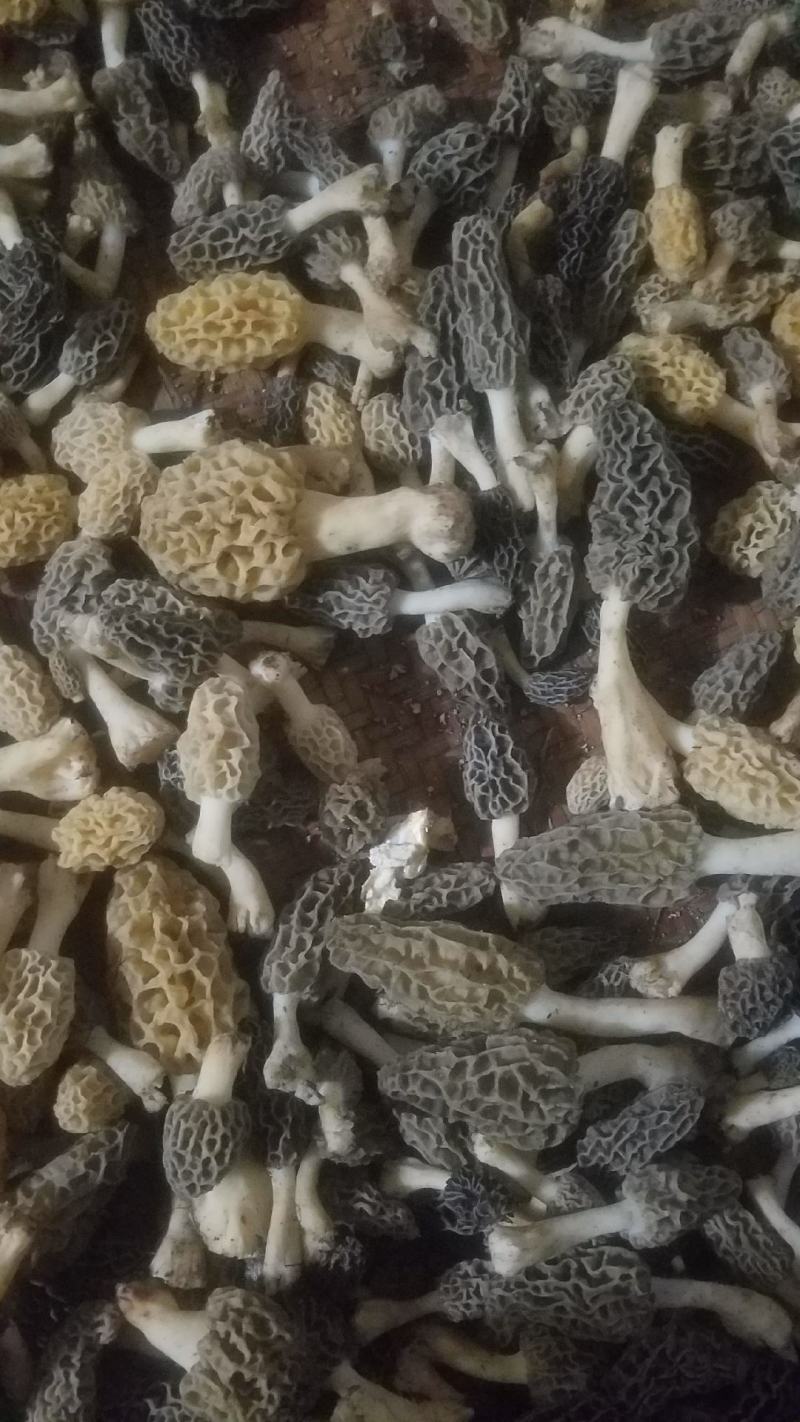 野生羊肚菌，新鲜上市，欢迎下单