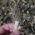 野生羊肚菌，新鲜上市，欢迎下单