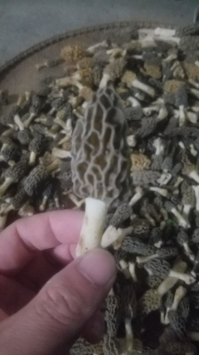 野生羊肚菌，新鲜上市，欢迎下单
