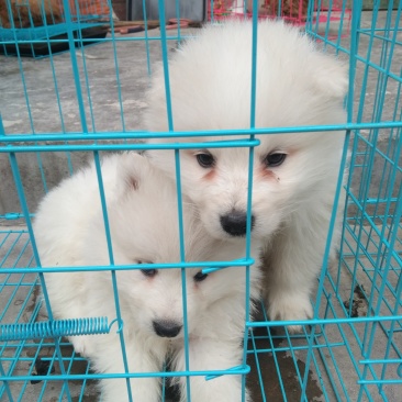 金毛犬黑狼犬拉布拉多茶杯犬泰迪马犬罗威纳