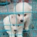 金毛犬黑狼犬拉布拉多茶杯犬泰迪马犬罗威纳