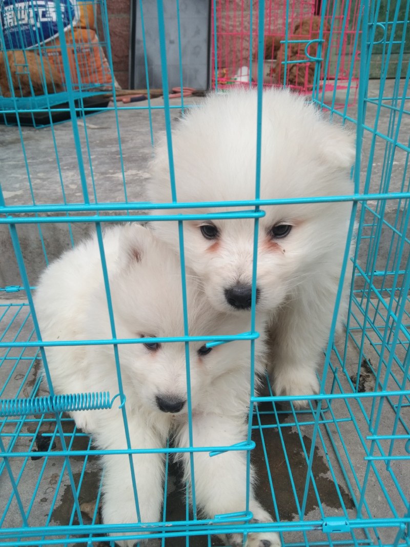 金毛犬黑狼犬拉布拉多茶杯犬泰迪马犬罗威纳