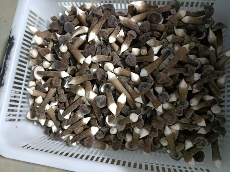 黑皮鸡纵菌已上市欢迎定购