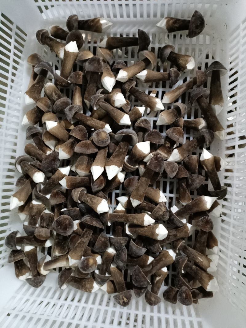 黑皮鸡纵菌已上市欢迎定购
